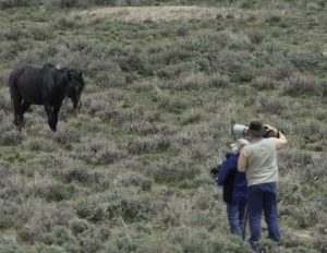 Students photographing wild horses -  Wild horse photography workshop - Anchell photography workshops
