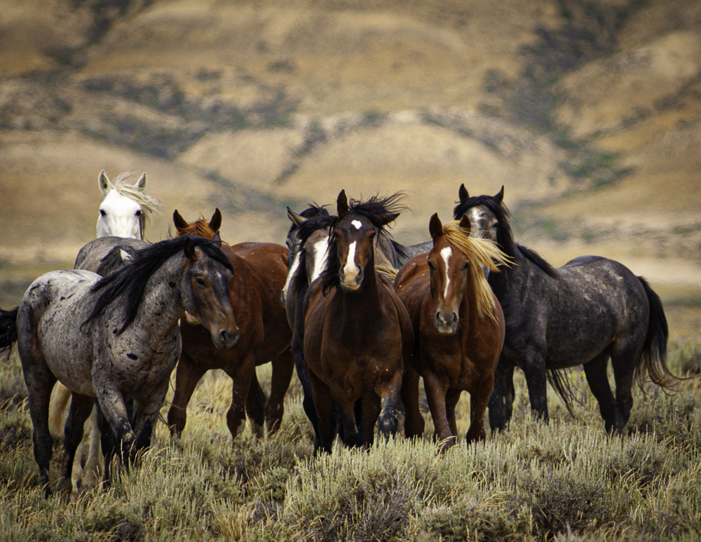 Herd of eight wild Mustang horses staring at the camera - Wild horse Photography - Photographing Wild Horses