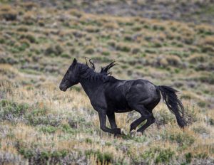 Black stallion running across the badlands - Wild horse photography workshop - Photographing wild horses