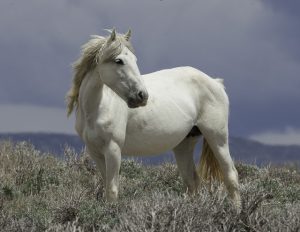 White mare - Wild horse photography workshop - Photographing wild horses
