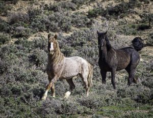 Mare and Stallion - Wild horse photography workshop - Photographing wild horses