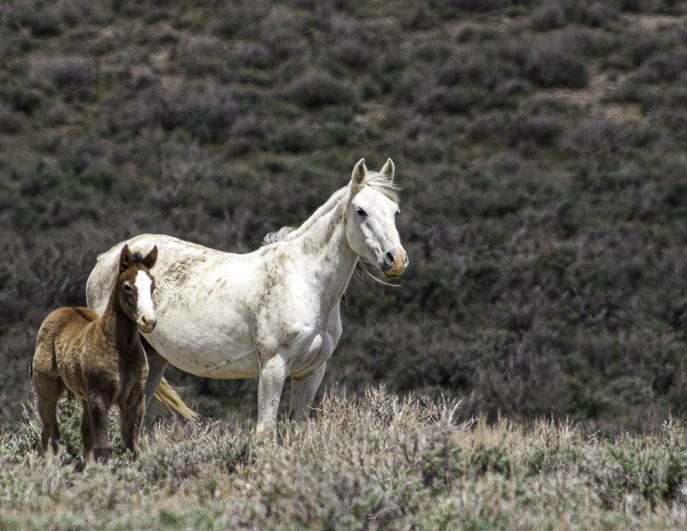 A white mare with her colt - Wild horse photography workshop - Photographing wild horses