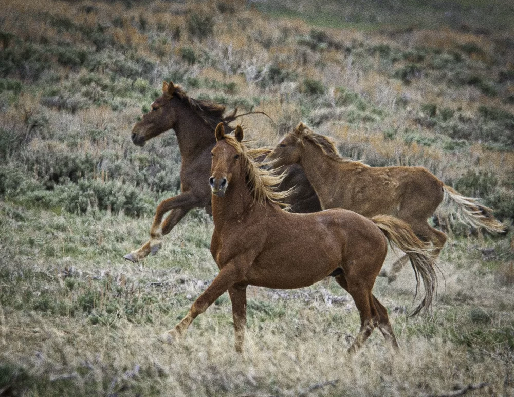 A wild white mustang running across the Badlands - Wild Horse Photography Workshop - Anchell Photography Workshops - Photographing Wild Horses